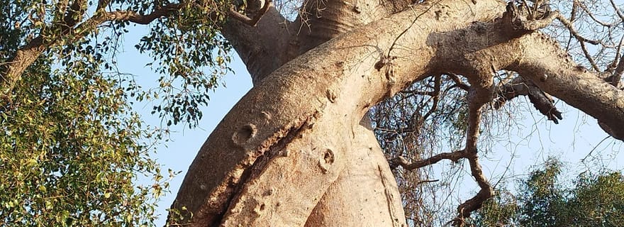 Madagascar : Visite guidée de 15 jours dans l'ouest et l'est