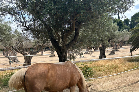 Athens: Athens Wine tour with Wine Tasting at local Winery Athens: Private Wine Estate Tour with Wine Tasting