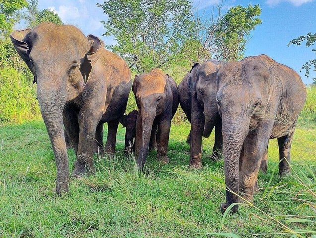 From Sigiriya: Hurulu Eco Park Wildlife Private Jeep Safari