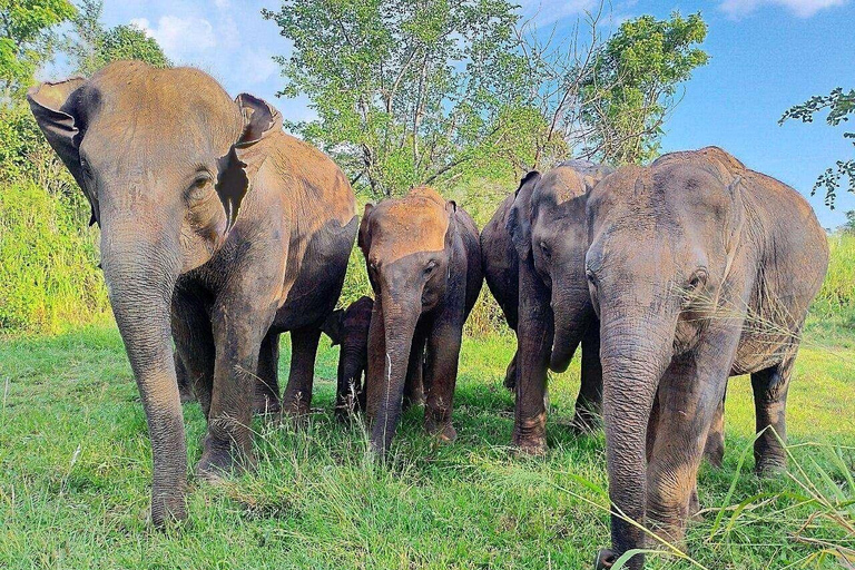 Elephant Corridor: Hurulu Eco Park Safari from Sigiriya