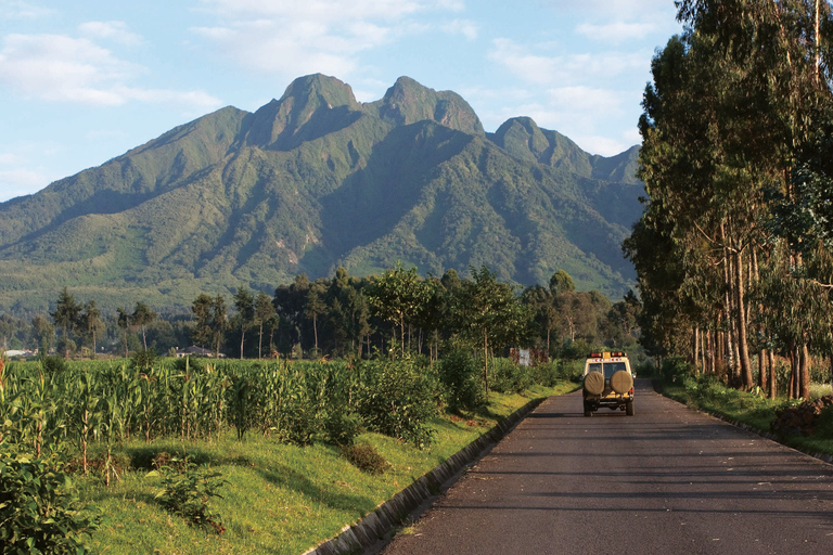 1 dia de caminhada de gorila de montanha em Ruanda