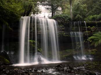 From Hobart: Mt. Field, Mt. Wellington and Wildlife Day Tour