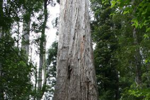 From Hobart: Mt. Field, Mt. Wellington and Wildlife Day Tour