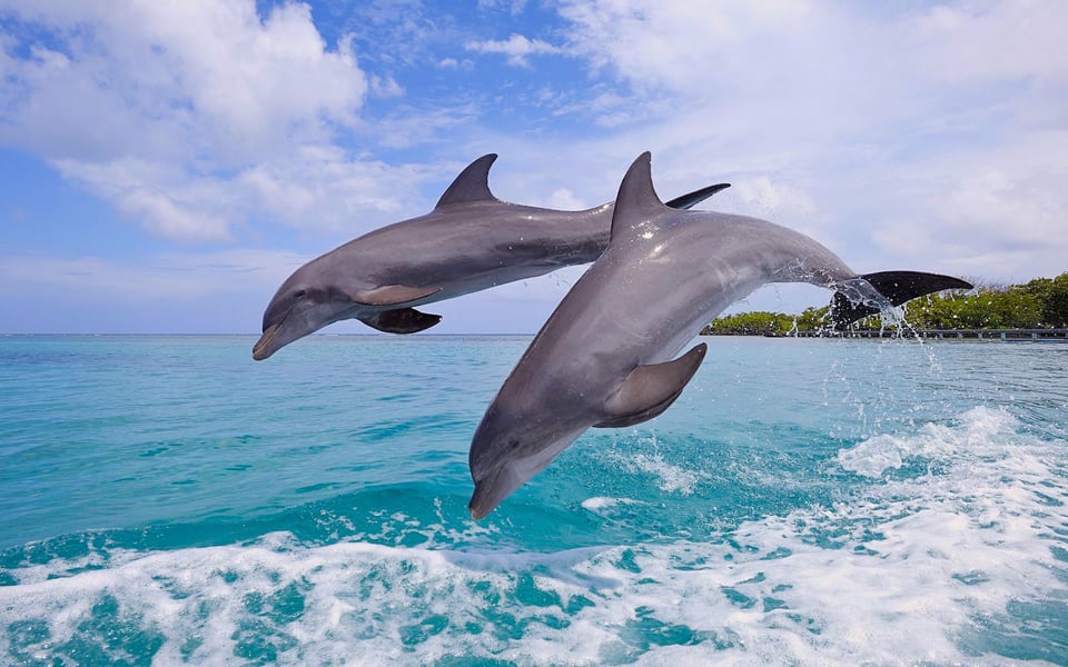 Miami: Key West Tour with Dolphin Watch &amp; Snorkel Option