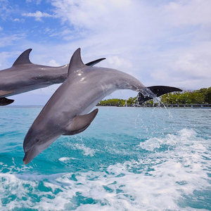 Miami: Key West Tour with Dolphin Watch & Snorkel Option