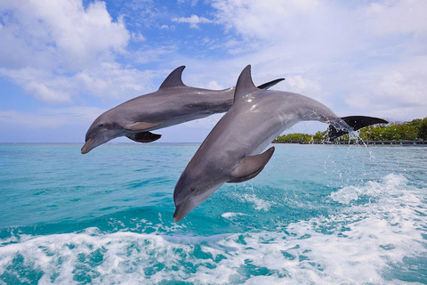 Van Miami: Key West Tour met watersportactiviteitenTour van een hele dag met een boot met glazen bodem