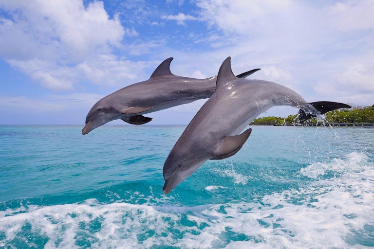 Van Miami: Key West Tour met watersportactiviteitenTour van hele dag met dolfijnen kijken en snorkelen