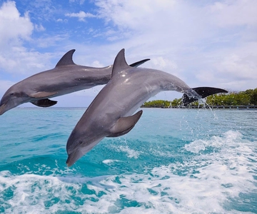Miami - Key West Key West-tur med Dolphin Watch & Snorkel-alternativ
