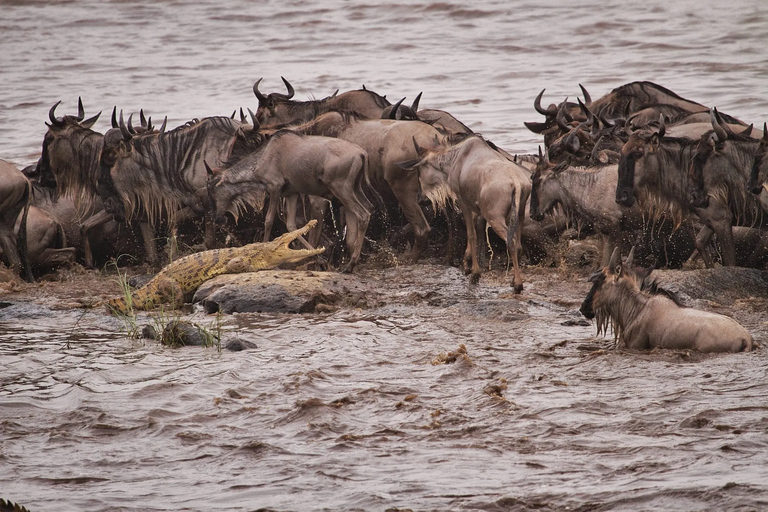 3-dniowe safari w Serengeti i Ngorongoro