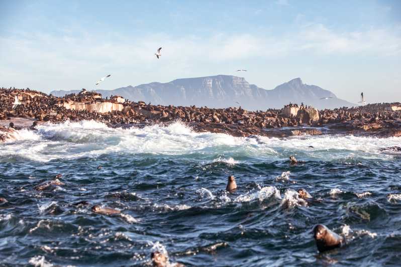 Città del Capo: tour combinato Township e Robben Island