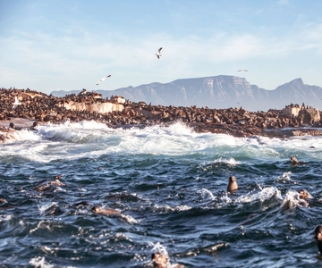 Cape Town: Guided Township Tour with Hotel Pickup