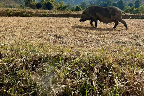 Nong Khiaw: 100 Waterfalls, Nam Ou & Khmu Village Day Tour