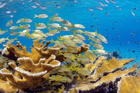Punta Cana: Submarine Scooter and Snorkeling Tour