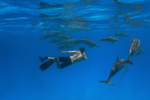 Marsa Alam: Sataya Dolphin Reef Snorkeling Trip with Lunch