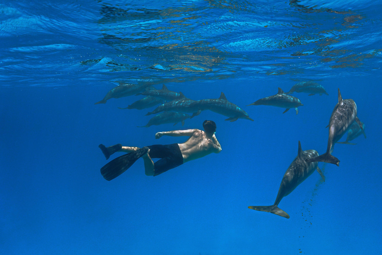 Marsa Alam: Sataya Dolphin Reef Snorkeling Trip with Lunch