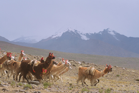 Peru: 21-day round trip to the highlights