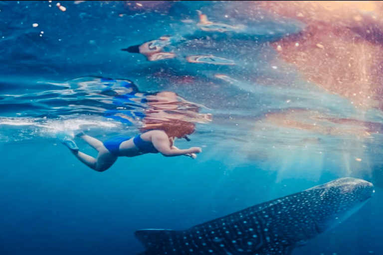 Lombok Sumbawa Best Sharing 2D1N Whale Shark With Snorkeling From Sumbawa Best Sharing 2D1N Whale Shark With Snorkeling