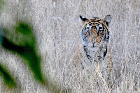 From Jaipur: Ranthambore Tiger Safari Sharing Gypsy & Canter Tour with Car, Guide and Entrance