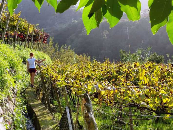 From Funchal: Full-Day Madeira Wine Tour with Lunch