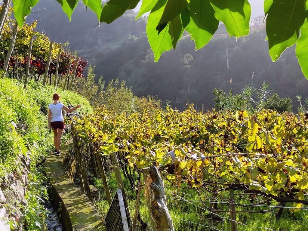 Ab Funchal: Ganztagestour durch die Weinregion Madeira mit Mittagessen