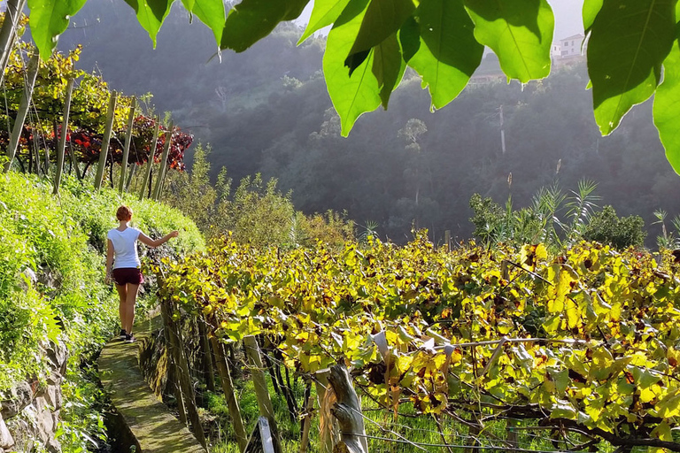 De Funchal: visite d'une journée des vins de Madère avec déjeuner