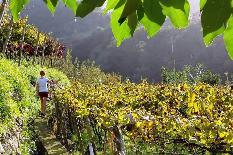 Ab Funchal: Ganztagestour durch die Weinregion Madeira mit Mittagessen. Foto: GetYourGuide