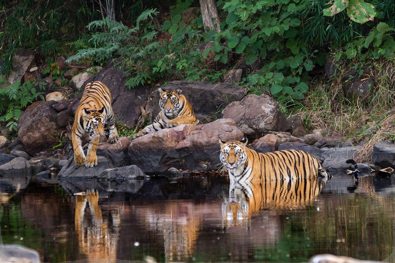 Jaipur: Ranthambore Tiger Safari Round Trip with Transfers