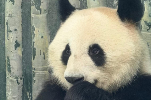 Shanghai: Zoo Giant Pandas and Red Pandas habitat with Map