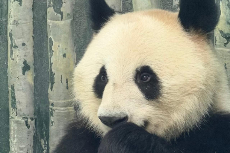 Shanghai: Zoo Giant Pandas and Red Pandas habitat with Map