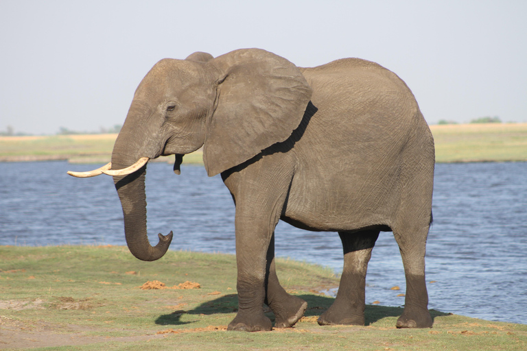 Victoria Falls: Safari game drive tour 3 hours