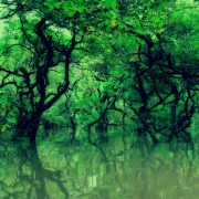Sylhet: Ratargul Swamp Forest and Bisnakhandi Day Tour