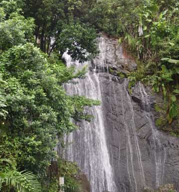 san juan el yunque rainforest halfday tour