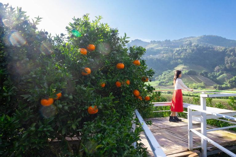 Chiang Mai: Mon Jam Flower Hills, Alpaca Cafe & Dantewada