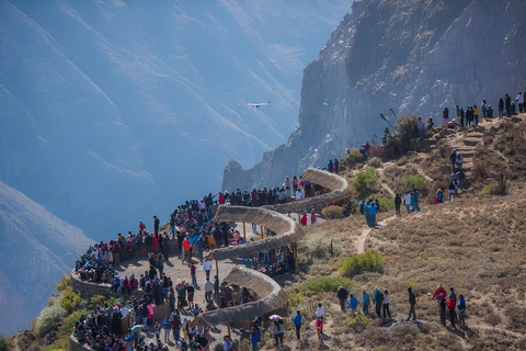 Arequipa: całodniowa wycieczka do kanionu Colca z Arequipy