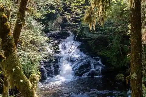 Ketchikan: Old-Growth Creek Trek Guided Tour