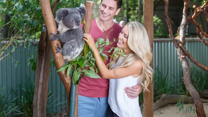 blue mountains day tour wildlife park lunch bushwalks
