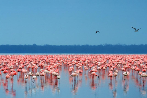 Nairobi : Excursion d'une journée au parc national de Nakuru et au lac NaivashaExcursion d'une journée au parc national de Nakuru et au lac Naivasha avec frais d'inscription