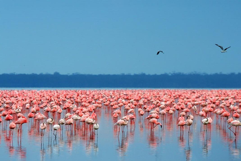 Nairobi : Excursion d'une journée au parc national de Nakuru et au lac NaivashaExcursion d'une journée au parc national de Nakuru et au lac Naivasha avec frais d'inscription