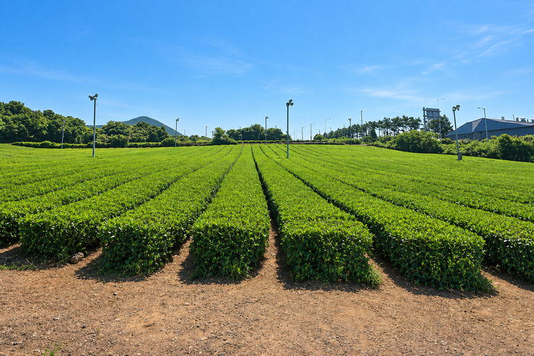 Jeju: Cruise Shore Excursion with Guaranteed Return Gangjeong Port: Tea Fields, Sanbangsan & Gardens