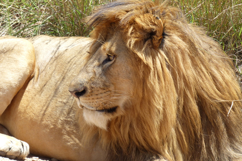 From Arusha: Private Full-Day Safari to Ngorongoro Crater