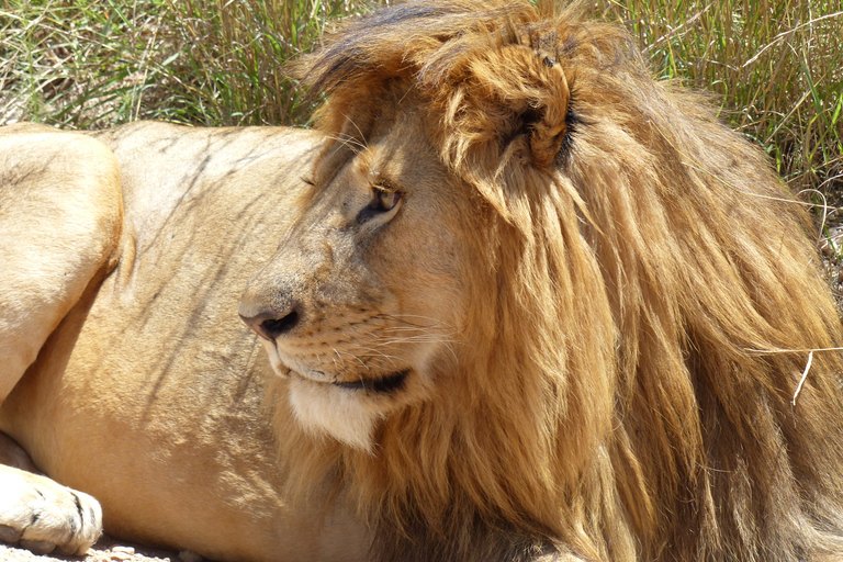 From Arusha: Private Full-Day Safari to Ngorongoro Crater