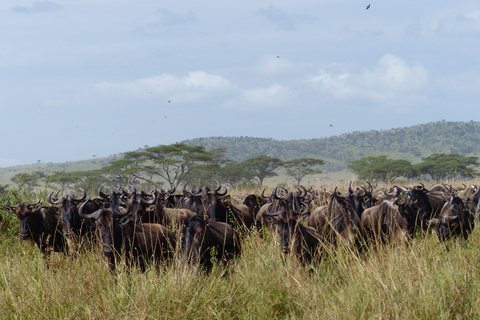 From Arusha: Private Full-Day Safari to Ngorongoro Crater