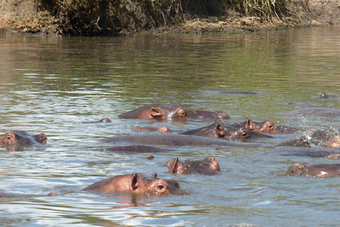 From Arusha: Private Full-Day Safari to Ngorongoro Crater