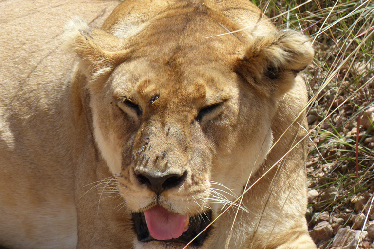 Day Safari to Lake Manyara National Park from Arusha
