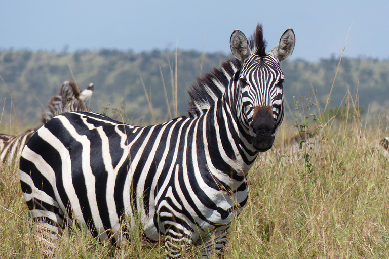 Day Safari to Lake Manyara National Park from Arusha