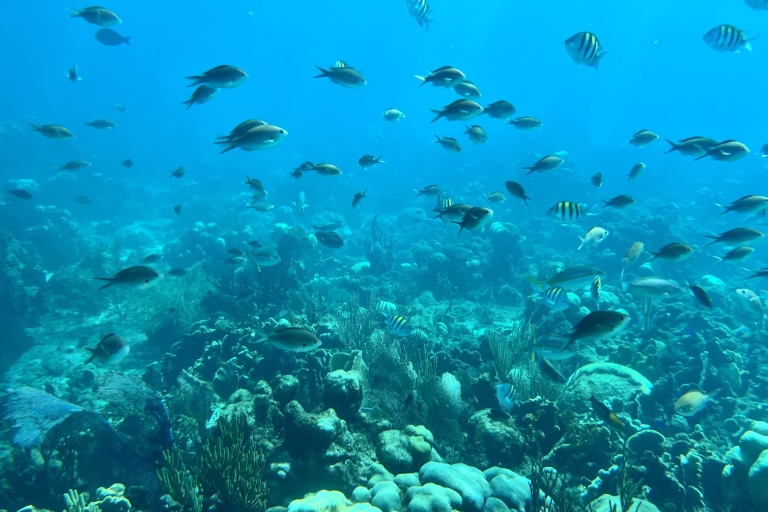 Punta Cana : plongée en apnée au large de l'île de CatalinaDe la région de Dominicus