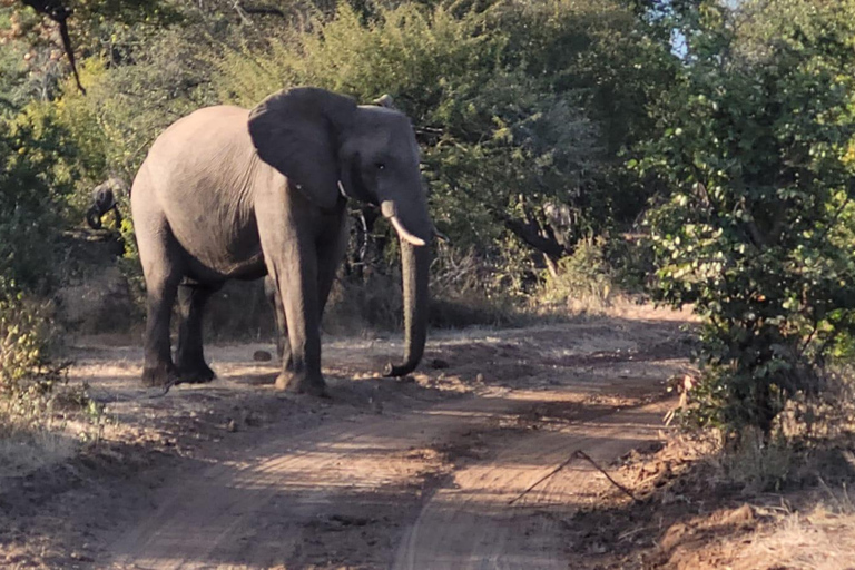 Wodospady Wiktorii: Game Drive lub Safari dla osób podróżujących samotnie