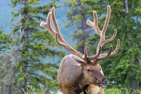 Banff/Canmore Moraine Lake & Lake Louise-Hike/Canoe/Sightsee