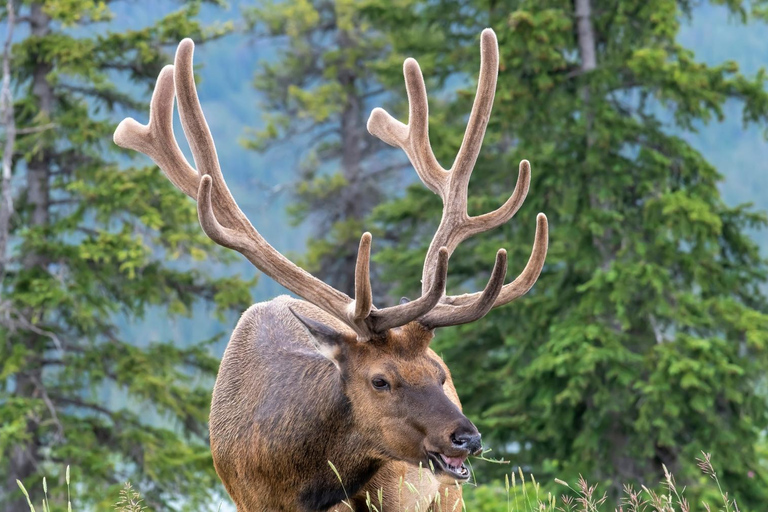 Banff/Canmore Moraine Lake & Lake Louise-Hike/Canoe/Sightsee