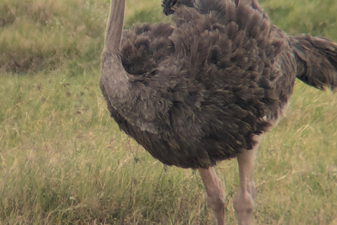 Arusha: 4 giorni di safari nel Serengeti e nel cratere Ngorongoro